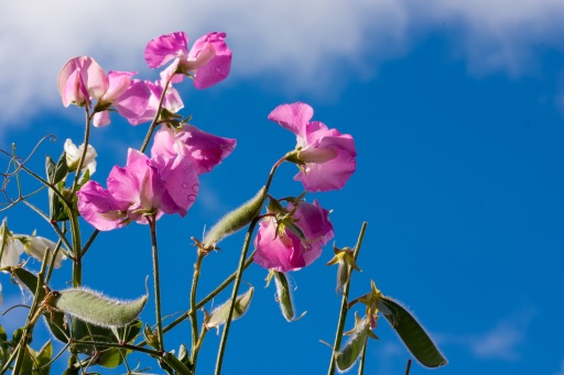 Sweet pea against the sky